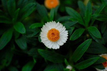 真上から見た1輪の花びらがたくさんある白い花