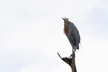 A reddish egret perched on the top of a dead tree