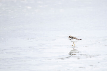 A semipalmated plover standing in shallow water