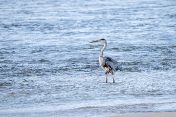 A great blue heron with interesting plumage standing in shallow water