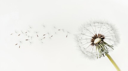 28.A serene image of a dandelion puff, its seeds drifting gently away into the air. The seeds appear almost translucent against the white background, some floating further while others hover near the