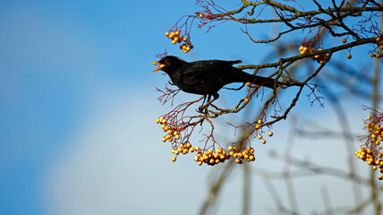 Male blackbird eating yellow Rowan berries