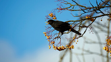Male blackbird eating yellow Rowan berries