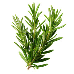 Fototapeta premium Rosemary sprigs. Isolated white background. Png format