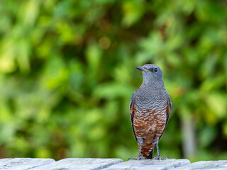 横を向くイソヒヨドリ