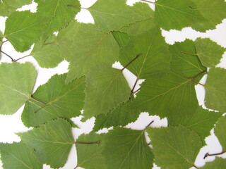 Many pressed birch leaves on a white sheet of paper