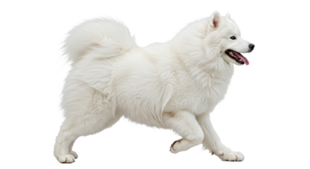 Dog Running with White Fur in Studio Shot