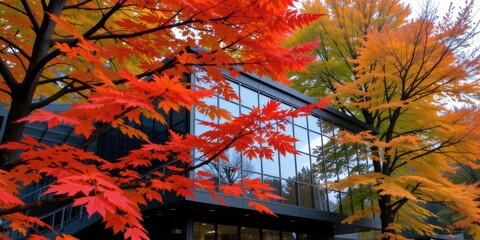 Fototapeta premium Vibrant autumn leaves surround a modern building with large windows.