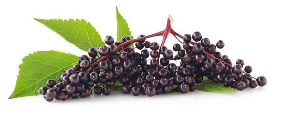 Clusters of Fresh Black Elderberry Fruit with Green Leaves