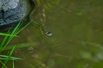 grass snake swims by the lake. © Himmelreich Photo
