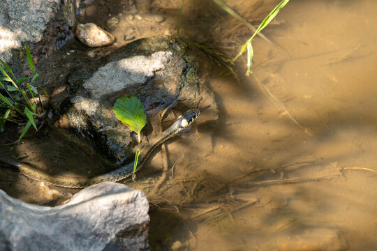 grass snake swims by the lake.