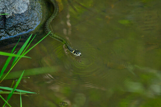 grass snake swims by the lake.
