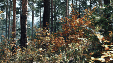 Obraz premium Autumn forest with golden undergrowth and soft sunlight