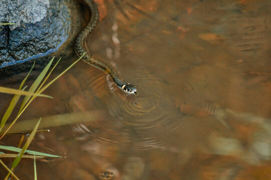 grass snake swims undisturbed in the water by a small lake.