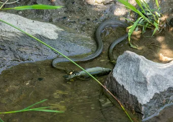 grass snake eating a fish by the water.  © Himmelreich Photo