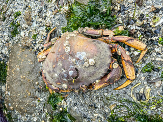 Dungeness Crab Carcass on Beach