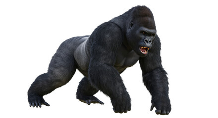 Obraz premium Gorilla Stalking Aggressively, Isolated on White Background
