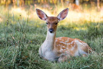 Portrait. Deer in its natural habitat, in the forest on a private eco-farm. Animal husbandry. Love for animals.