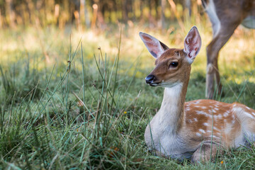 Portrait. Deer in its natural habitat, in the forest on a private eco-farm. Animal husbandry. Love for animals.