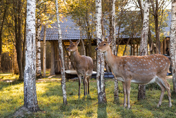 Portrait. Deer in its natural habitat, in the forest on a private eco-farm. Animal husbandry. Love...