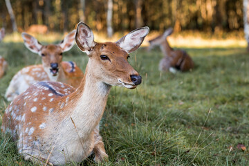 Portrait. Deer in its natural habitat, in the forest on a private eco-farm. Animal husbandry. Love for animals.