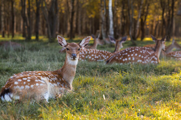 Portrait. Deer in its natural habitat, in the forest on a private eco-farm. Animal husbandry. Love for animals.