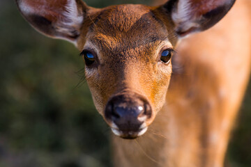 Portrait. Deer in its natural habitat, in the forest on a private eco-farm. Animal husbandry. Love...