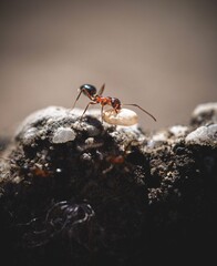 Ant carrying a grain in close-up.