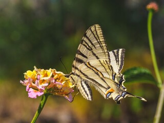 Striped butterfly on vibrant flower