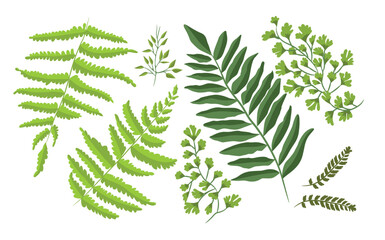 Adiantum Fern Leaf Collection Tropical Botanical Illustration Bundle