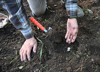 Gardener planting seeds in rich soil during early spring in a backyard garden