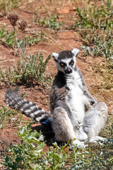 Obraz premium Maki catta - Lemur catta - de face assis le sol