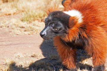 Vari roux, varecia rubra, en gros plan	