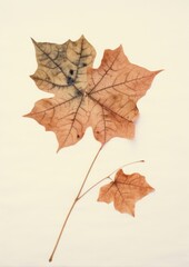 Obraz premium Real Pressed a Ivy leaf maple plant tree.