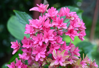 Vibrant pink flowers bloom abundantly in a lush garden during the warm afternoon sunshine