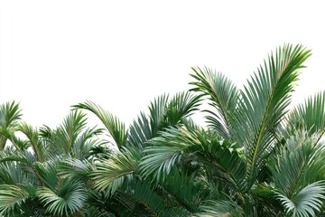 Fototapeta premium Lush, vibrant green palm fronds, isolated against a stark white background; their feathery leaves curve gracefully