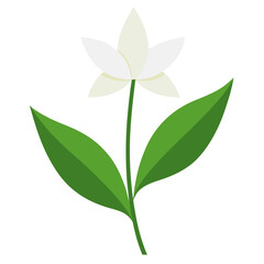 solomons seal false white vector on white background