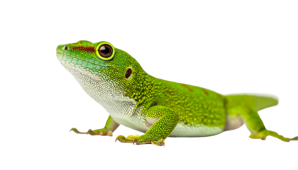green gecko looking up, isolated on white background, transparent PNG,