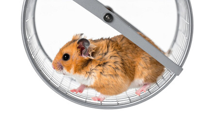 hamster in a wheel , isolated on white background, transparent PNG,