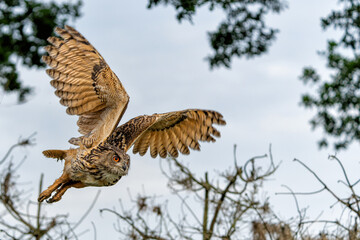 European Eagle Owl (Bubo bubo) flying over a lake in Gelderland in  the Netherlands.       