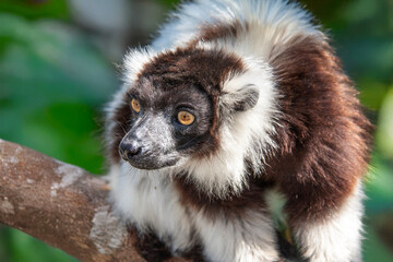 Vari noir et blanc en portrait	