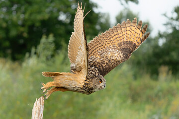 European Eagle Owl (Bubo bubo) flying over a lake in Gelderland in  the Netherlands.       