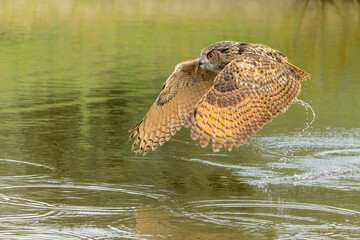 European Eagle Owl (Bubo bubo) flying over a lake in Gelderland in  the Netherlands.       