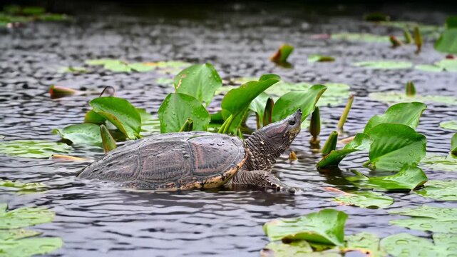 Snapping Turtle in pond, amidst lily pads, looking up, natural habitat. Wildlife nature animal predator in water of lake with aquatic plants and lily pads.