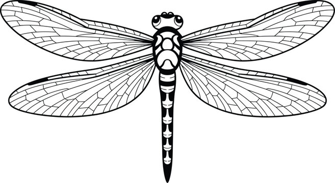Black and white line art dragonfly illustration insect