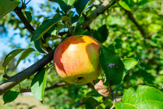 Growing Apple in the Orchard