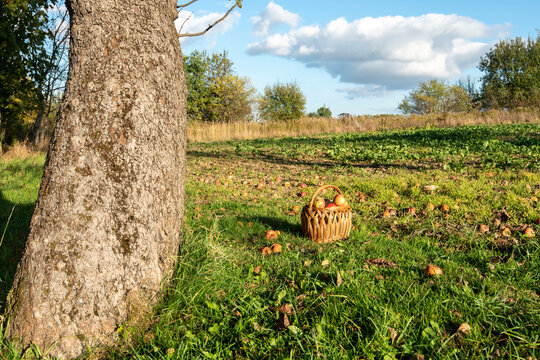 Fallen Apples in the Orchard