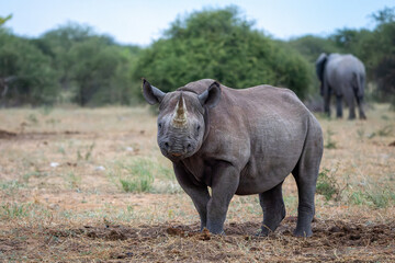 Black rhino, black rhinoceros or hook-lipped rhinoceros (Diceros bicornis) hanging around close to a waterhole just before dark in Etosha National Park in Namibia