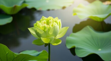 Obraz premium Serene lotus blossom amidst lush green lilypads in tranquil sunlit pond scene