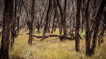 The rough bark trunks of the mulga trees forms a stand of sentinels in a dry woodland landscape with a grass understorey  in Charleville botanical reserve near Charleville in Queensland, Australia.